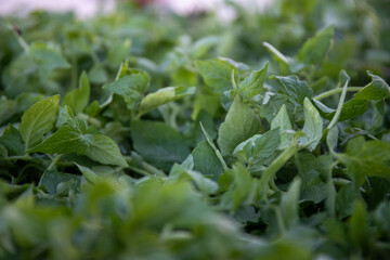 tomato seedling