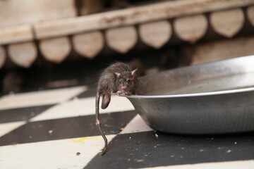 A male mouse is sitting quietly, looking for food outside in the open area, surrounded by grass and natural elements.