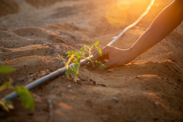 Planting a tomato seedling in new agricultural land