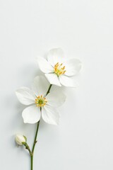 Fototapeta premium White background with a small delicate flower, blossom, clean, delicate