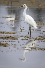 Little Egret (Egretta garzetta), Narooma, NSW, March 2025