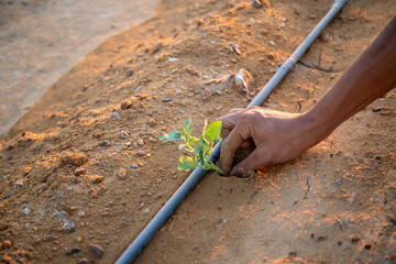Planting a tomato seedling in new agricultural land