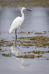 Little Egret (Egretta garzetta), Narooma, NSW, March 2025