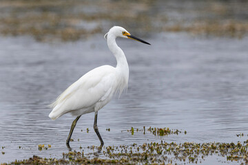 Little Egret (Egretta garzetta), Narooma, NSW, March 2025