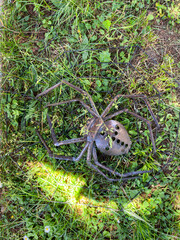Obraz premium Metal spider sculpture on grass
