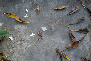 Scattered white flowers and dry leaves on rough concrete surface creating minimalistic nature-inspired background. Ideal for tranquility, meditation, seasonal change, and natural aesthetic themes.

