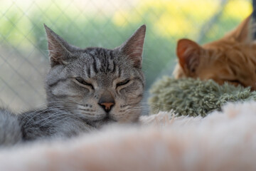 窓辺で眠る可愛い猫　サバトラ猫	
