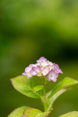 ぽつんと咲いたアジサイの花