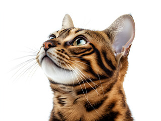 Close-up portrait of a Bengal cat looking upwards with focused attention, isolated.