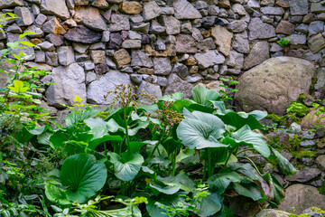 Large green leaves of plants growing by a stone wall, surrounded by moss and natural rocks.