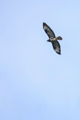 Common buzzard flying against a clear blue sky