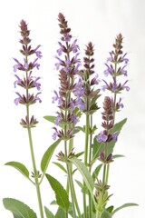 Obraz premium flower of a Salvia officinalis