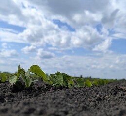 Low angle view of a field with young soybean seedlings just emerging from the soil. The green...