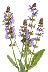 Naklejka premium sage isolated on white