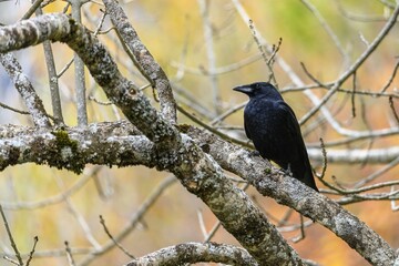Black crow perched on a mossy tree branch