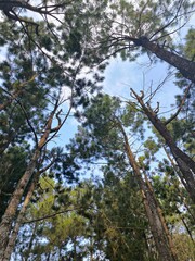A vibrant low-angle shot looking up through a lush forest canopy of tall pine trees, revealing a clear sky overhead