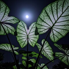 Moonlit Caladium Leaves at Night