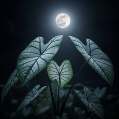 Moonlit Caladium Leaves at Night