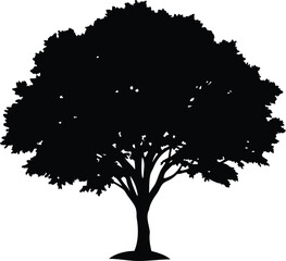 A striking silhouette of a tree with full foliage against a stark white backdrop