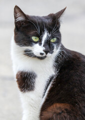 A black and white cat with green eyes is sitting on the ground