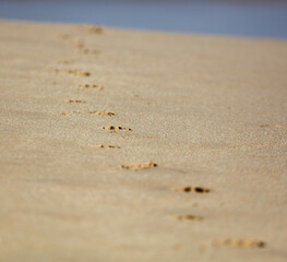 A beach with a line of footprints in the sand