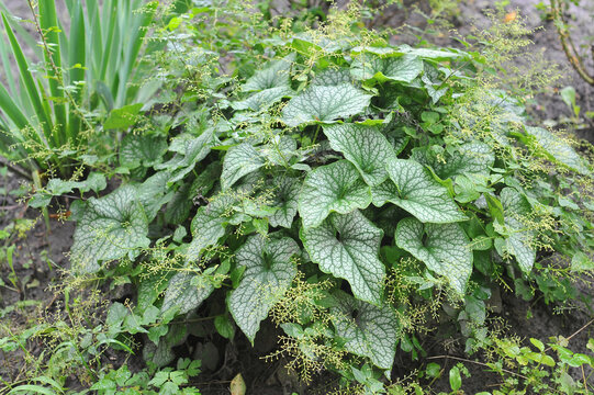 Brunnera macrophylla 'Jack Frost' with beautiful silver-grey leaves growing in the garden flowerbed. Landscaping. growing, planting, gardening concept.