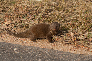 meerkat on the ground