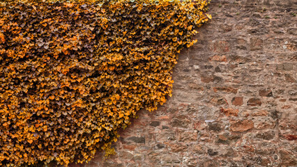 Autumn Ivy Cascade: Colorful Foliage Against Weathered Brick Wall