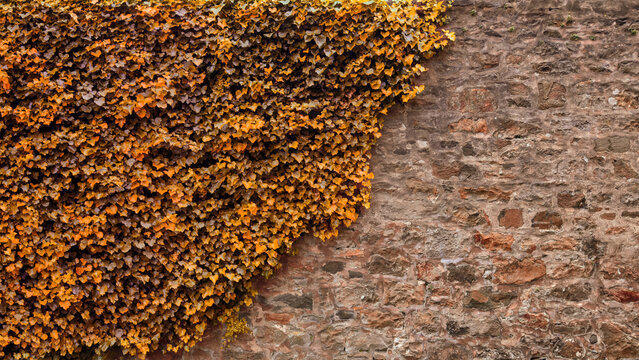 Autumn Ivy Cascade: Colorful Foliage Against Weathered Brick Wall