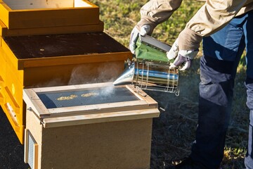 A beekeeper uses a smoker to calm bees in a hive during honey harvest. The smoke masks alarm pheromones, making bees less aggressive and easier to manage in the apiary.