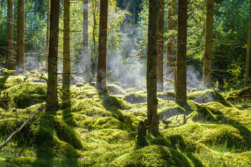 Obraz premium Morning fog in a coniferous forest