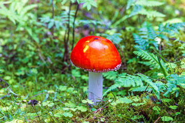Red Fly agaric mushroom growing in the forest