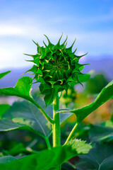 Sunflower bud. Close-up view, Inflorescence green sepals and leaves at the garden.