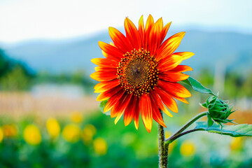 Sunflower. Close-up view, the beautiful orange petals with yellow tips flower at the garden.