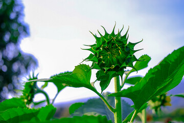 Sunflower bud. Close-up view, Inflorescence green sepals and leaves at the garden.