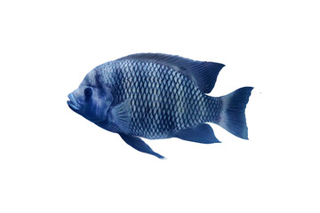 Zebra tilapia fish isolated on white background.  