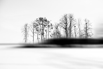 Close-Up of Bare Trees on a Snowy Island in a Frozen Winter Landscape