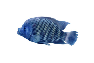 Isolated a Zebra tilapia fish on white background.  