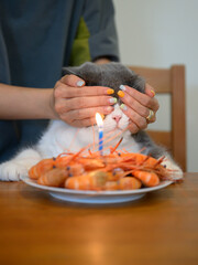 British Shorthair cat sits at the dinner table and surprises him with his hand over his eyes