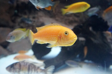Golden African Cichlid fish in aquarium.   