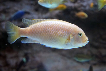 African Cichlid fish in aquarium.	

