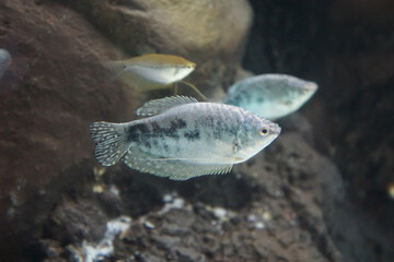 Opaline Gourami a beautiful freshwater fish in aquarium. 