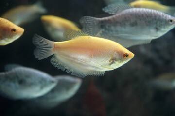Gold Honey Gourami fish a beautiful freshwater fish.