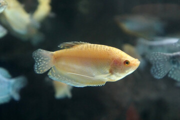 A Gold Honey Gourami fish a beautiful freshwater fish.