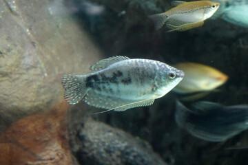 Opaline Gourami a beautiful freshwater fish in aquarium. 