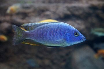 African Cichlid fish in aquarium.   
