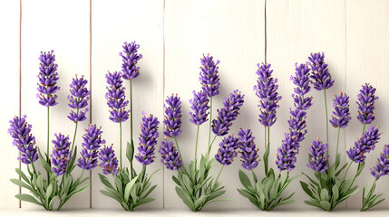 Naklejka premium Several sprigs of vibrant purple lavender plants with green leaves are arranged across a white wooden plank background.