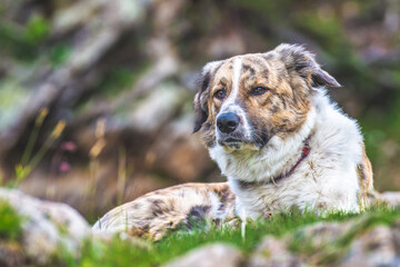 mixed race dog in nature