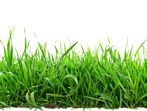 Green grass on a transparent background - Powered by Adobe
