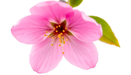 Fototapeta premium Delicate pink blossom botanical garden close-up nature bright light floral beauty
